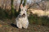 SCOTTISH TERRIER 010